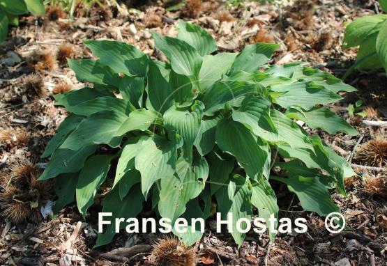 Hosta Venus Star - Fransen Hostas
